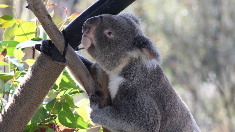 Koala tierno