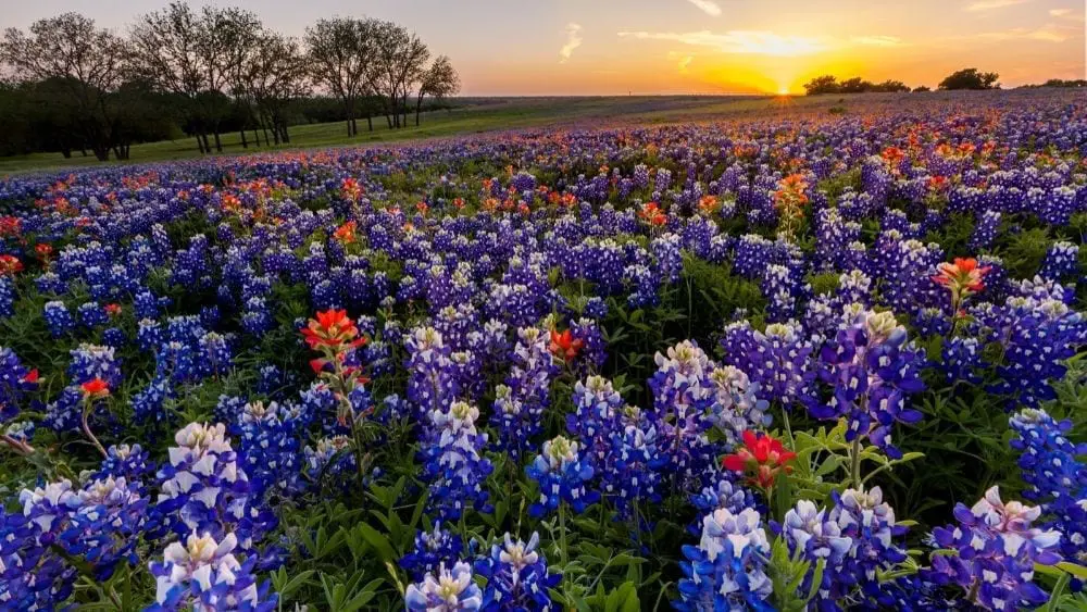 Campo de flores en Texas