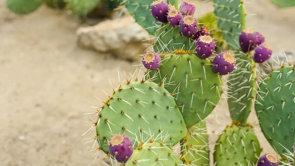cactus morado