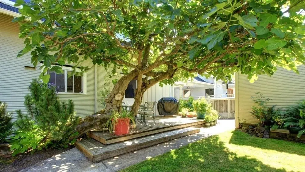 Un patio trasero con una terraza extendida y un gran árbol