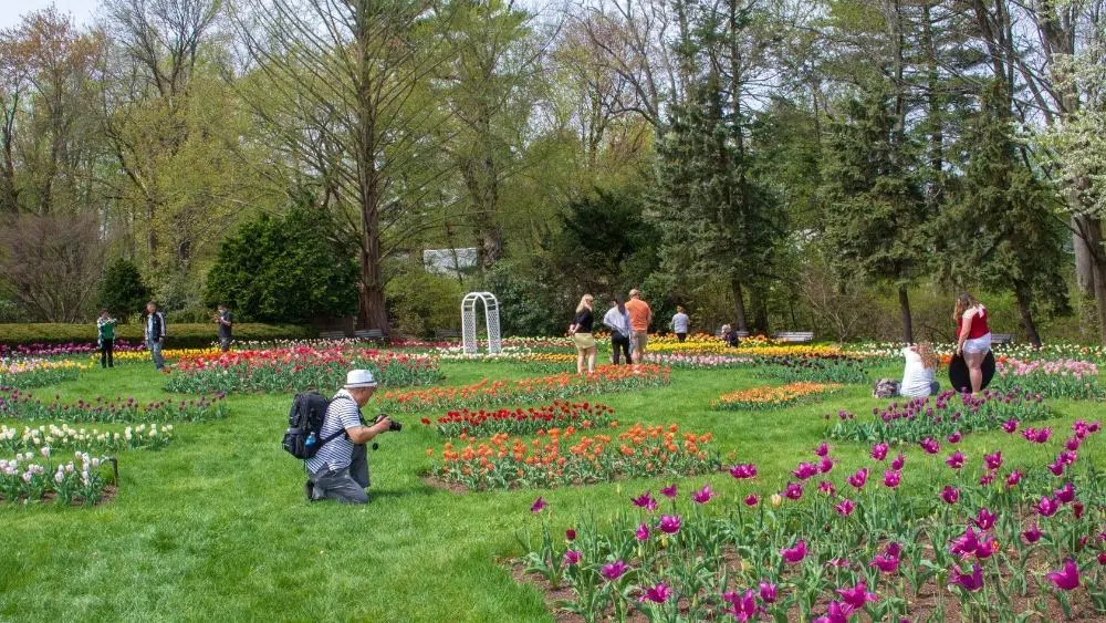jardín de tulipanes con gente en hartford, connecticut