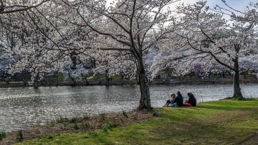 Personas sentadas en la orilla de un río mientras los cerezos florecen sobre ellas.