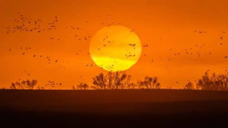 migración de aves en grand island, nebraska