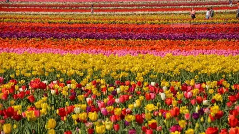Campo de tulipanes cerca de Woodburn, Oregon